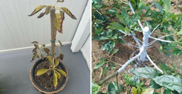 8 Signs Your California Avocado Tree Needs Help Before Winter