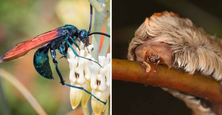 7 Venomous Insects Every Texas Resident Should Know About
