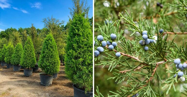 The Pennsylvania Native Evergreen That Screens A Yard Faster Than Arborvitae