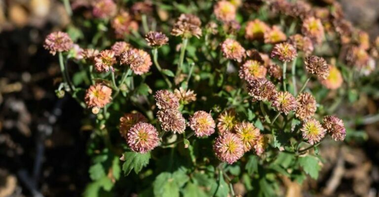 What To Do With Your Mums After They Finish Blooming