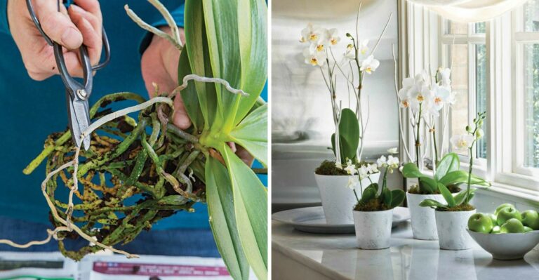 Stop Making These Orchid Care Mistakes In Your Virginia Home, Do This Instead