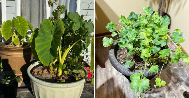 Bring These Tender Georgia Porch Plants Indoors Before The First Frost