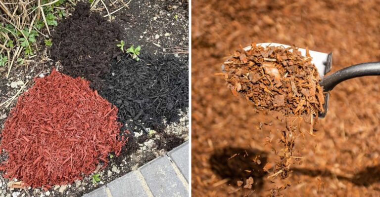 Before Spreading Red Mulch In Georgia Beds Check What Wood It Started As