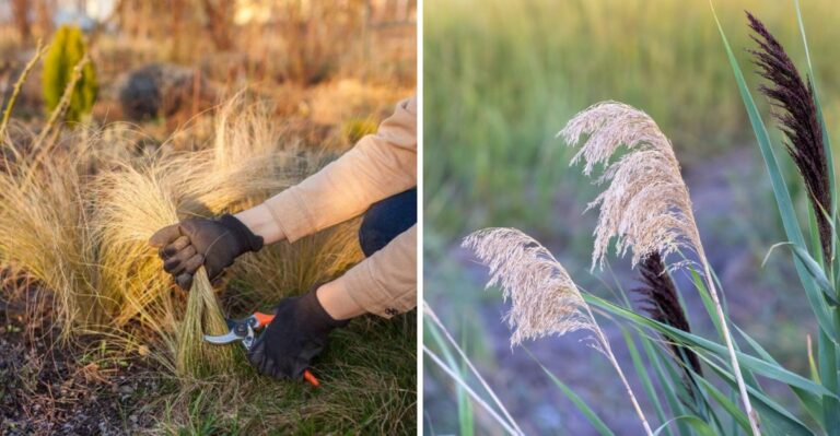 Should You Cut Back Ornamental Grasses In Fall