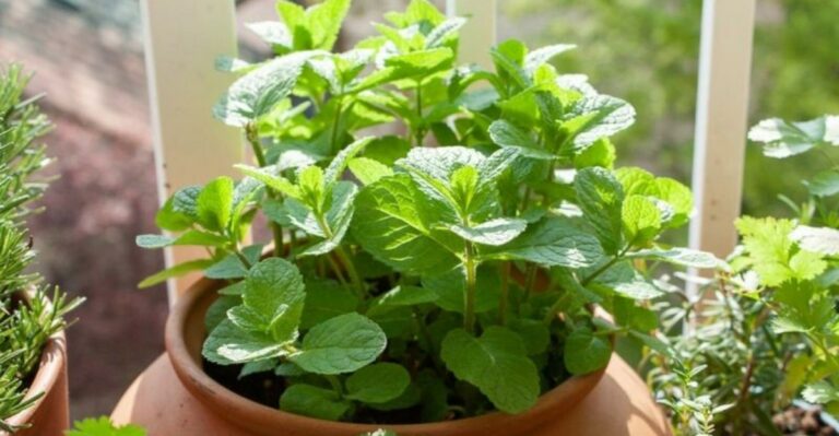 What Michigan Gardeners Should Do With Mint In October For Healthier Plants Next Year