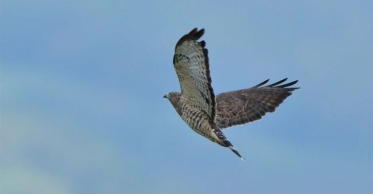 What It Means When A Cooper’s Hawk Visits Your California Bird Feeder
