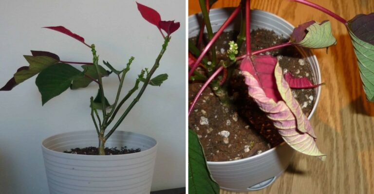 Why Your Pennsylvania Poinsettia Is Dropping Leaves
