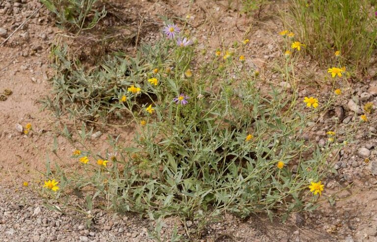 These Arizona Native Groundcovers Spread Fast Enough To Smother Weeds Before Spring