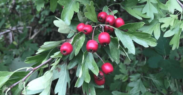 The Thorny Michigan Native Tree That Gives Songbirds Their Safest Place To Nest