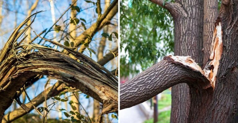 8 Signs A California Tree Needs A Safety Check Before Winter Storms