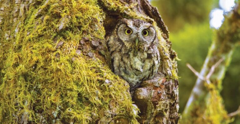 Screech Owls Near Your Ohio Home May Help Keep Voles In Check This Winter