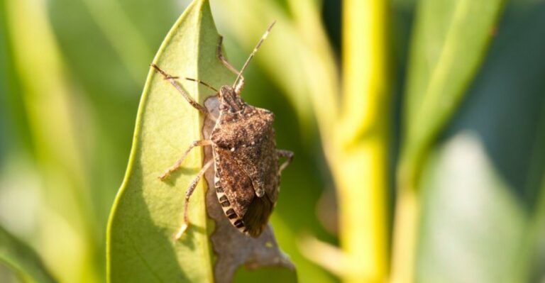 Why Stink Bugs Are Crowding Michigan Porches And What Gardeners Can Do About It