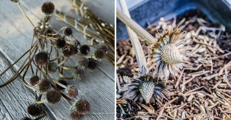 8 Easy Steps To Collect Coneflower Seeds In New York Before Season’s End