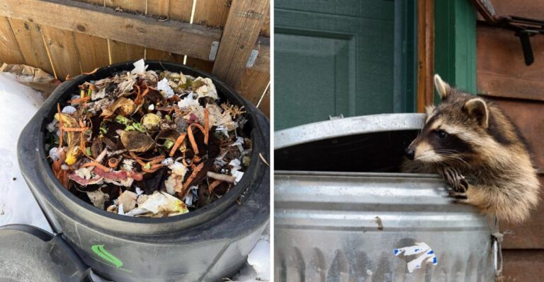 8 Mistakes That Ruin A Compost Pile Once New York Temperatures Drop