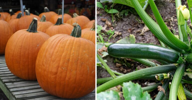 Pennsylvania Plants That Are Botanically Fruits But Everyone Thinks Of Them As Vegetables