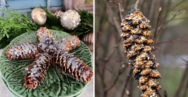 What Floridians Make From Longleaf Pine Cones, The Biggest Cones In The South