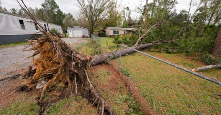 Florida Panhandle Trees After Isaias: Which Ones To Save And Which To Remove