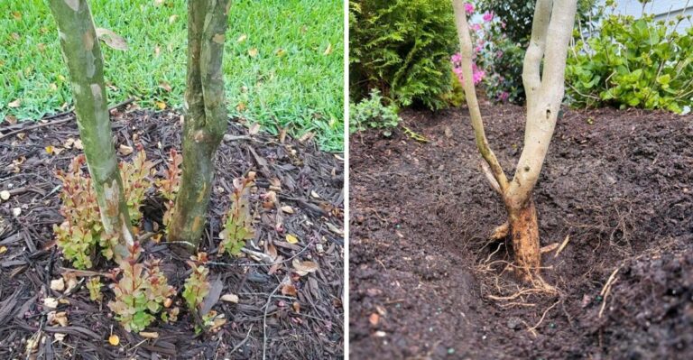 What Crape Myrtle Roots Actually Do To A California Yard Over Time