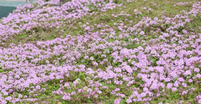 The 10 Best Groundcovers For Michigan Yards That Too Many Gardeners Overlook