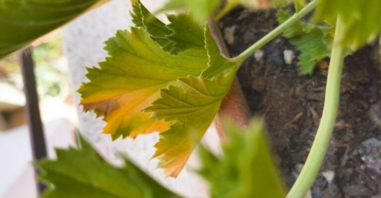 The Real Reason Your New York Geranium Leaves Turn Yellow