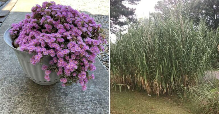 These California Plants Could Be Banned In Even More Counties Next Year