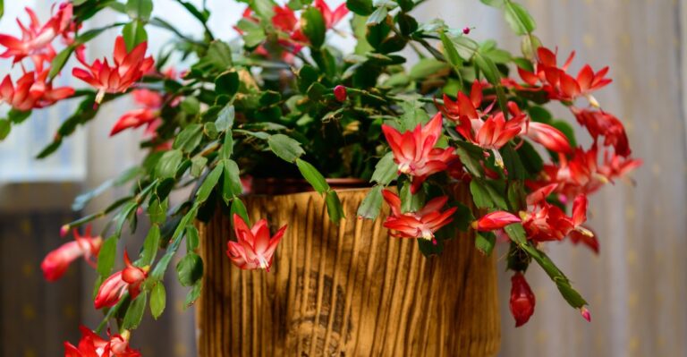 How to Get a Christmas Cactus to Bloom Right on Time in New York