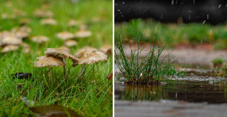 Something Strange Is Growing In New Jersey Yards After Every Big Storm