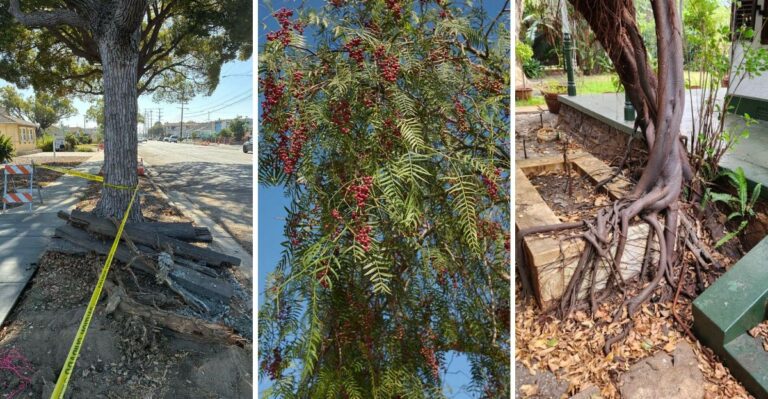 The Fast-Growing California Trees That Turn Into Expensive Problems Within Ten Years