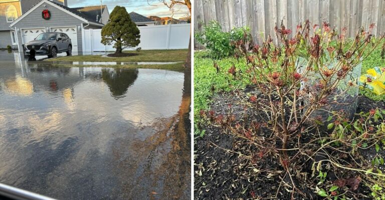 Saltwater Flooded Your Long Island Yard? Your Plants Need Help Before Winter