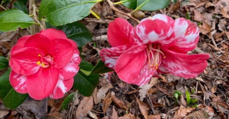 Camellia Buds Falling Off Before They Open Can Be A Problem In Georgia Gardens