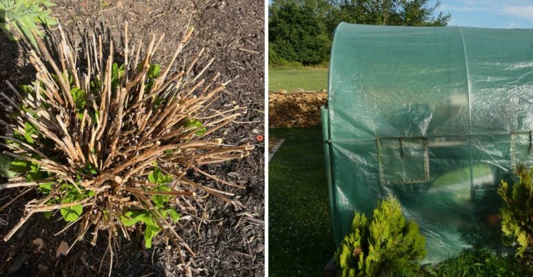 Virginia Hydrangea Growers Urged To Complete This Vital Task Before Nights Turn Cold
