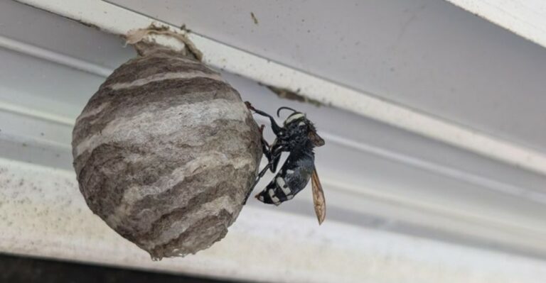 What To Do If You See A Bald-Faced Hornet Nest In Your New York Yard