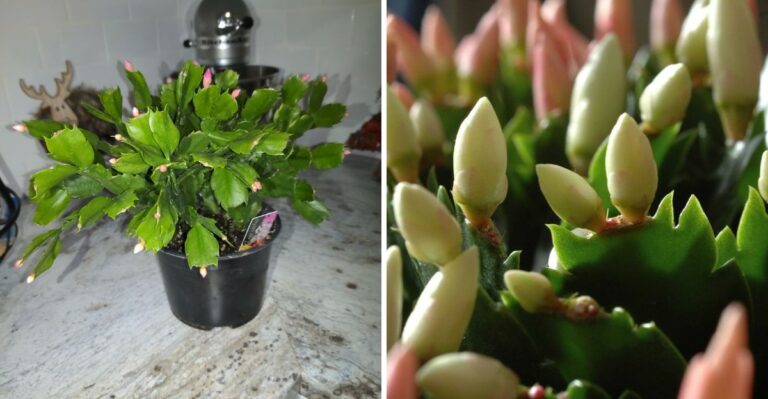 8 Signs Your California Christmas Cactus Is About To Set Buds