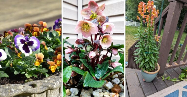 What Virginia Gardeners Should Plant In Containers Before Winter Nights Arrive