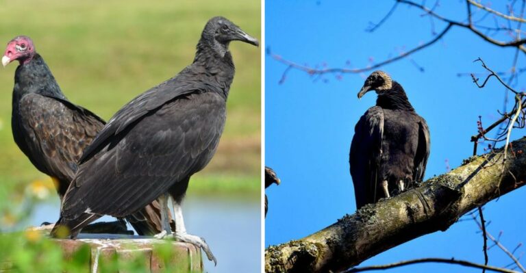 Why Vultures Gather Over Florida Homes In Fall And What It Means For Your Yard