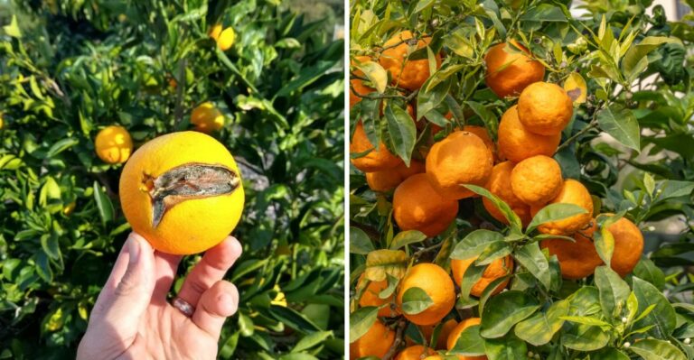 Why Your Florida Oranges Are Splitting Right Before Harvest