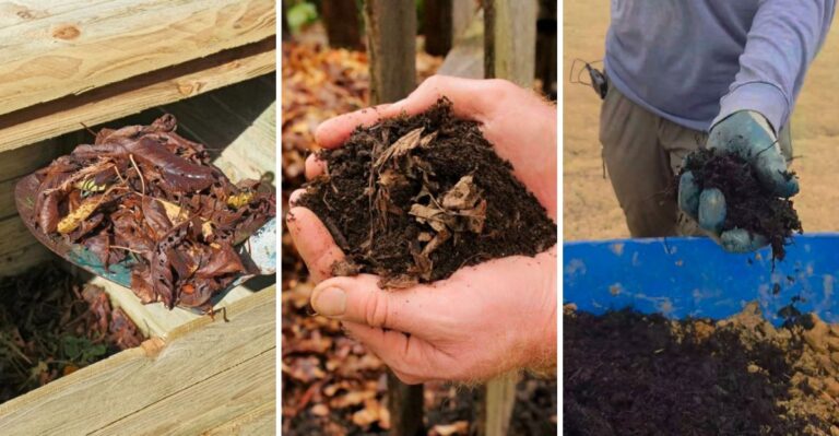 Turn Fallen Leaves Into Free “Black Gold” With This Easy Virginia Trick