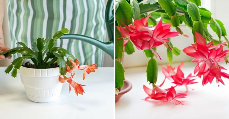 Water Your Christmas Cactus This Way For A Big Holiday Bloom In Michigan