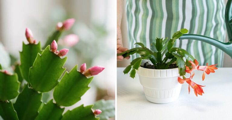 Get Your Christmas Cactus Blooming For The Holidays In 8 Steps