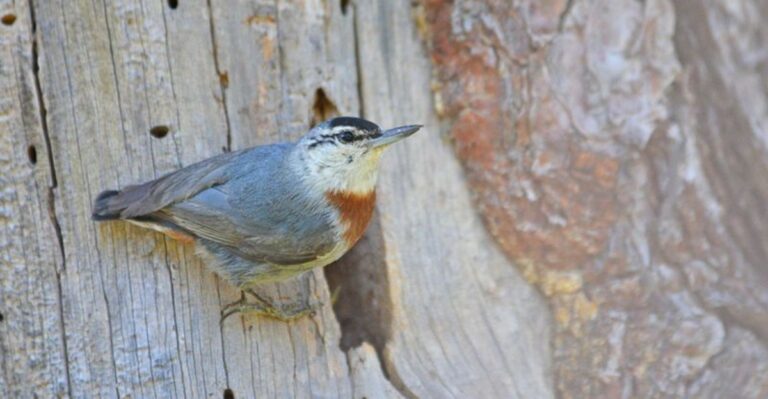 More Birds Are Striking Georgia Homes During Fall Migration For This Reason