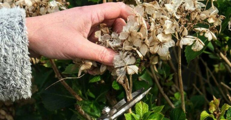 Why Pruning California Hydrangeas Now Quietly Erases Next Spring’s Blooms