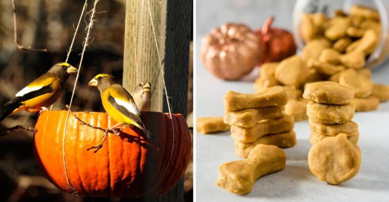 10 Creative Ways To Reuse Pumpkins After Halloween