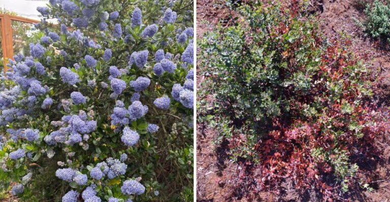 The California Native Shrubs That Can Settle Snakes Into Yards Without Anyone Noticing