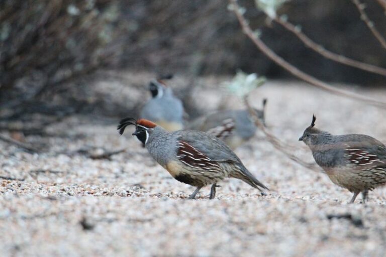 A Gambel’s Quail Covey In Your Arizona Yard Is a Promising Sign of Useful Habitat Nearby