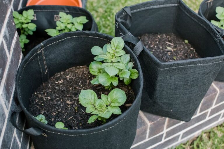 Foliage Doesn’t Reveal How Many Potatoes Are Hiding in an Arizona Patio Container