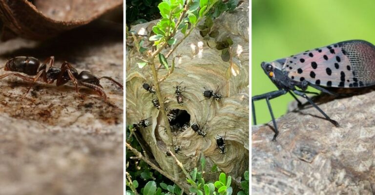 9 Dangerous Insects Virginia Homeowners Should Spot And Handle Fast