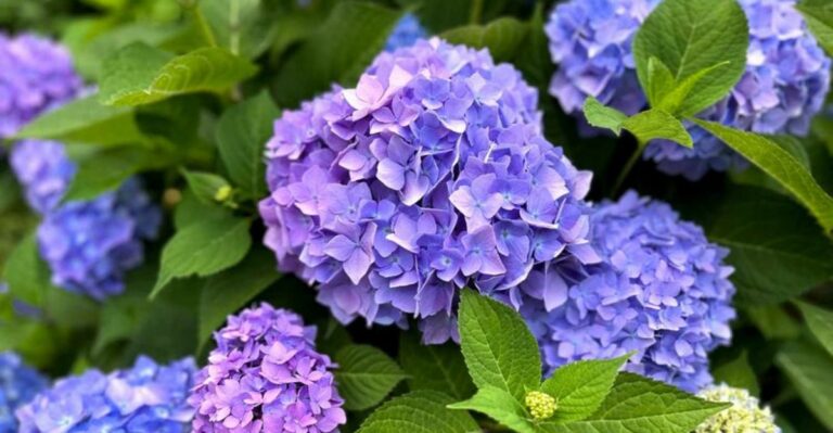Don’t Make This October Mistake With Georgia Hydrangeas Before Winter