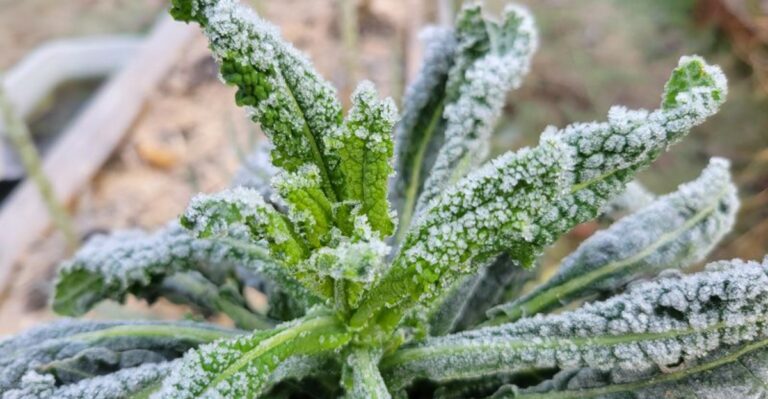 Missouri’s First Frost Just Rolled Through And A Few Garden Crops Taste Better Because Of It