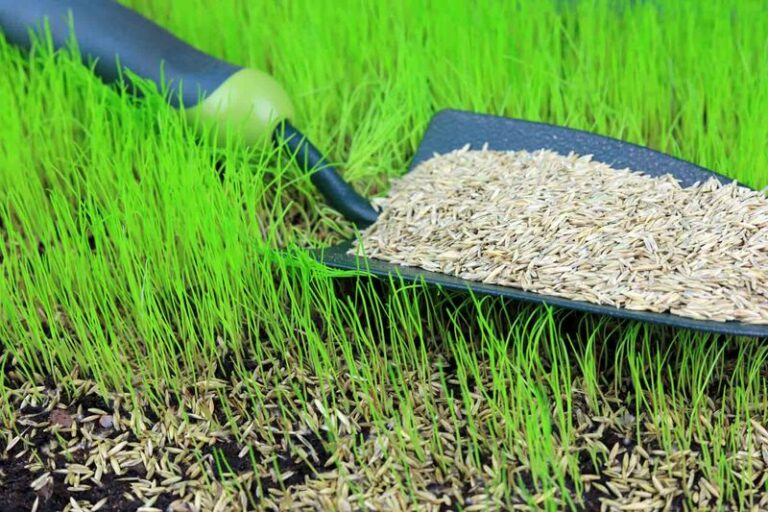 Will Grass Seed Germinate on Top of Soil in Arizona?