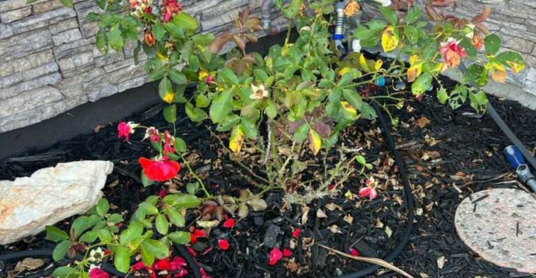 Get Your Michigan Roses Ready For Winter With These 7 Simple Steps